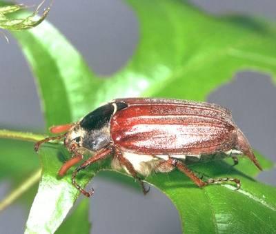 SCARABAEIDAE Insetti dal corpo tozzo e robusto anche di