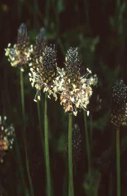 Piantaggine lanceolata (Plantago lanceolata) Piantaggine maggiore