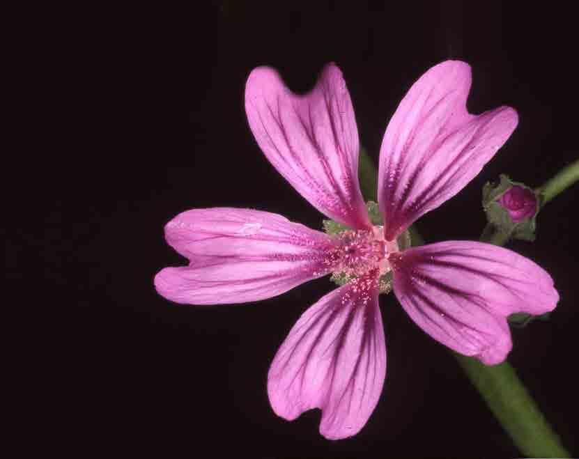 Malva selvatica (Malva sylvestris)