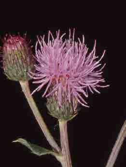 In base al tipo di fiori e alla loro disposizione sul capolino le specie si distinguono in tre grandi gruppi seguenti: 1 gruppo: piante con capolini formati solo da fiori ligulati; piante anche