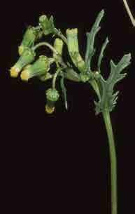 Di seguito sono descritte le seguenti specie, tutte con fiori gialli: il Soffione (Taraxacum officinalis); l Aspraggine volgare (Helminthotheca echioides) (=Picris echioides); il Grespino comune