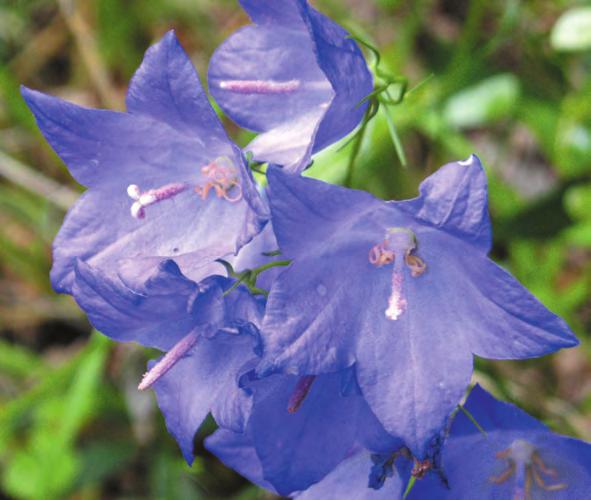 Campanula sabatia De Not. CAMPANULA DEL SAVONESE * CAMPANULACEAE LR Tab. A EU All.