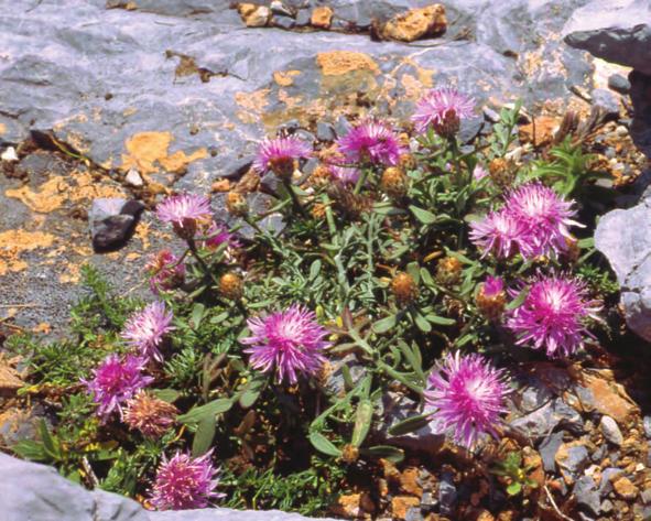 Centaurea veneris (Sommier) Beguinot FIORDALISO DI PORTOVENERE * ASTERACEAE Proposta per l inclusione in All.