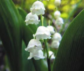 Convallaria majalis L. MUGHETTO CONVALLARIACEAE LR Tab.