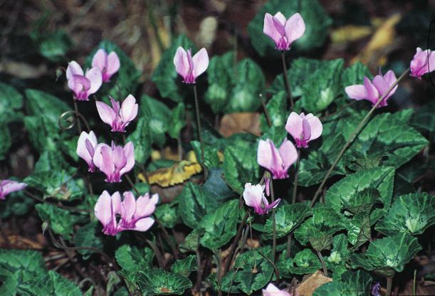 Cyclamen hederifolium Aiton CICLAMINO NAPOLETANO PRIMULACEAE LR Tab. A CITES Pianta perenne alta circa 15 cm con un grosso tubero globosodepresso di 3-10 cm.