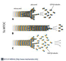 Dynamic(instability(of(microtubules' Assembly'
