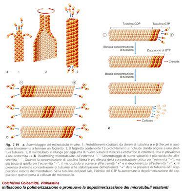 for'a'cell)'' GTPFcapping' contrast'hydrolisis'