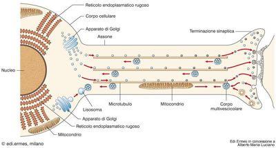 cellulare, rivestite da membrana, microtubulo-mediate