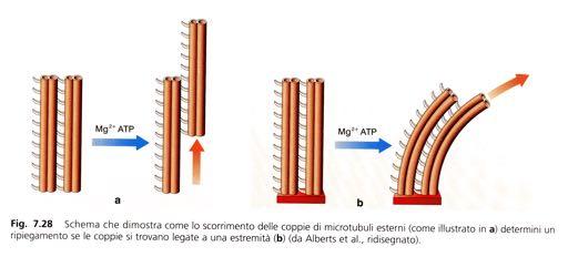 ATP'' Movimento di Ciglia e