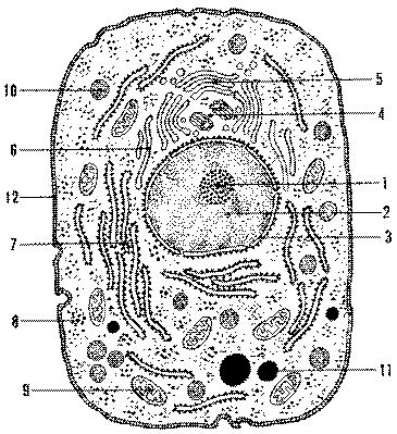 EUCARIOTE