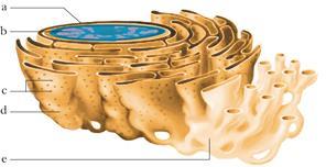 Le membrane cellulari Il reticolo endoplasmatico Il RE è un insieme di tubuli e sacchi appiattiti che si estende dalla membrana plasmatica sino al nucleo.