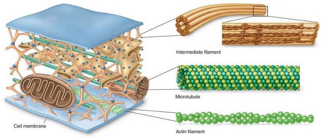 Il citoscheletro Il citoscheletro è un elemento che determina generalmente la morfologia cellulare ed è formato da un insieme di strutture proteiche.