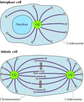 Durante la profase della mitosi, i centrosomi duplicati si separano e si muovono verso le estremità opposte del nucleo.