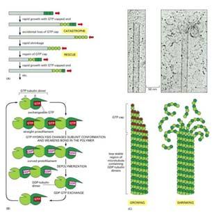 DEI MICROTUBULI