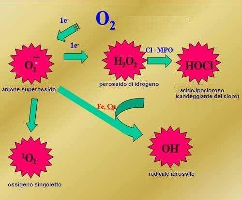 Inoltre, i ROS sono generati anche da sistemi microsomali del reticolo endoplasmatico (Chu e LA Peyre, 1993; Winston et al.