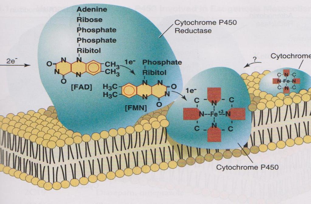 Sistema di trasporto microsomiale del citocromo P450 Nel reticolo endoplasmatico l NADPH dona gli elettroni ad una flavoproteina denominata NADPH-citocromo P450 reduttasi Peso molecolare di 78 kda