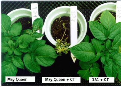 Piante di patata transgeniche per CYP1A1(dai