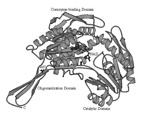 Aldeide deidrogenasi (16 geni, famiglia di proteine): Allele