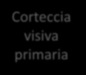 retino-collicolo Superior colliculus retina stimolo visivo Aree