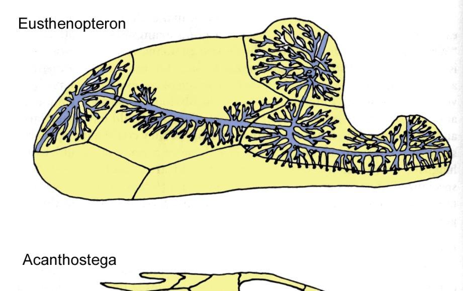 Mantenimento della linea laterale nel cranio Ridotte dimensioni dei canali