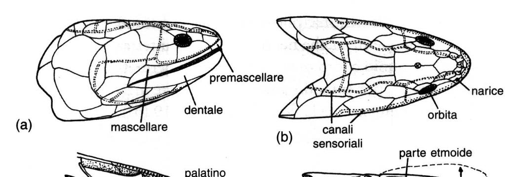 simile a quello degli