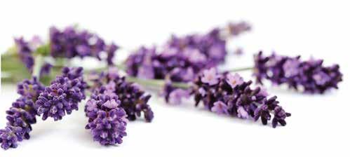 LAVANDA di CHIOMONTE ESSENZE DEL BRUSAFER Prodotti a base della nostra lavanda coltivata a Chiomonte e distillata nel nostro laboratorio.