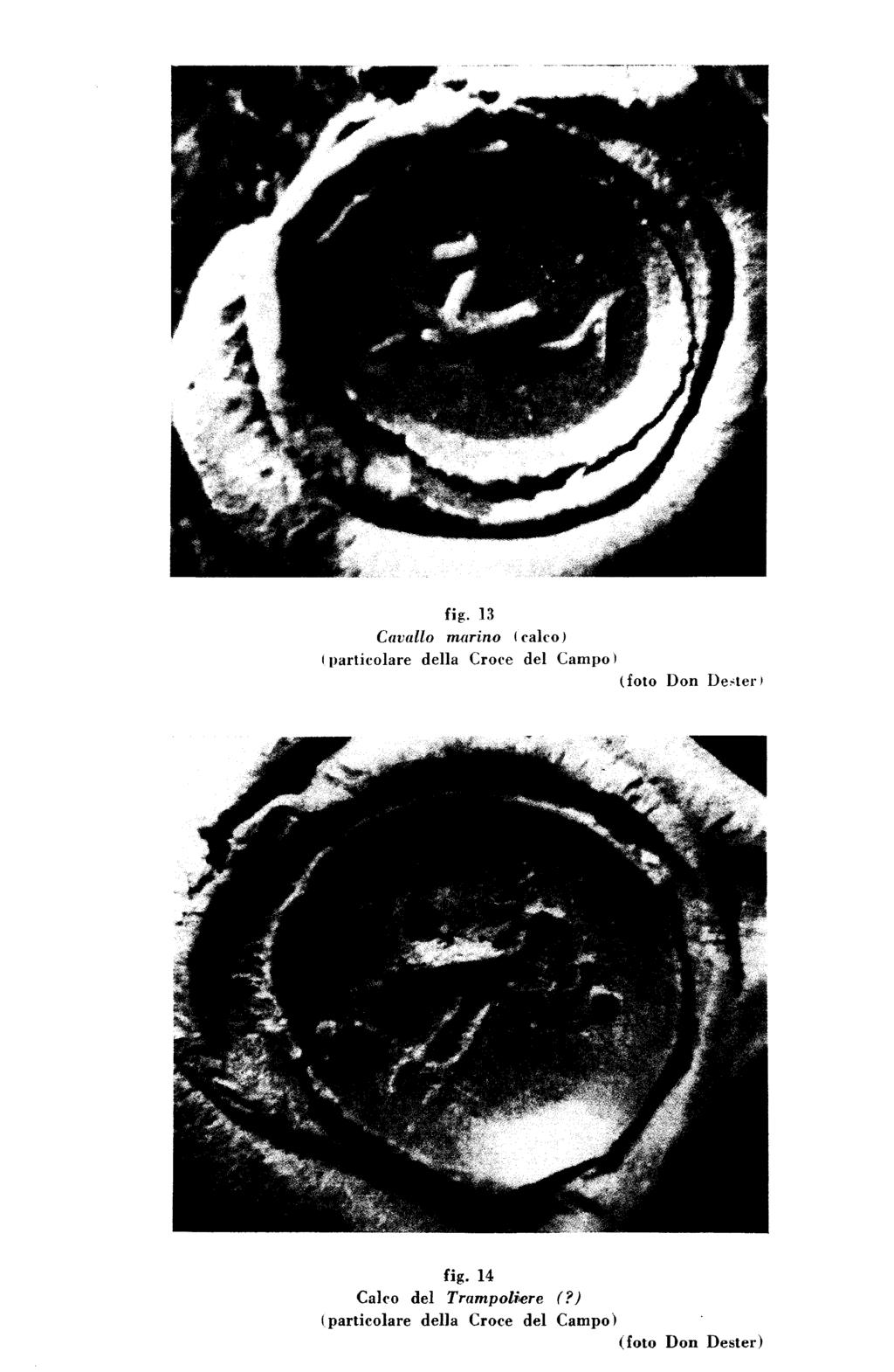 fig. 13 Cavallo marino ( calco) i particolare della Croce del Campo i (foto Don Ue>ter)