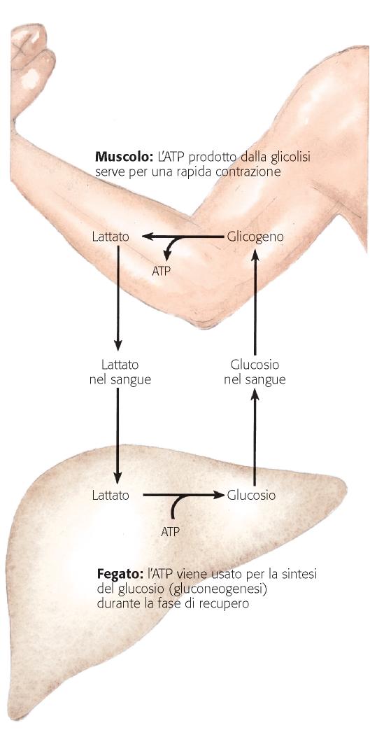 Ciclo di