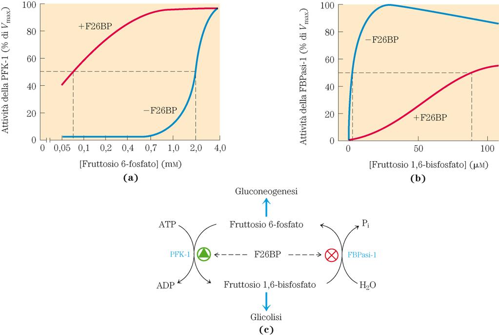 Fosfofruttochinasi-1 (PFK-1) Il fruttosio 2,6-bisfosfato aumenta l affinità per