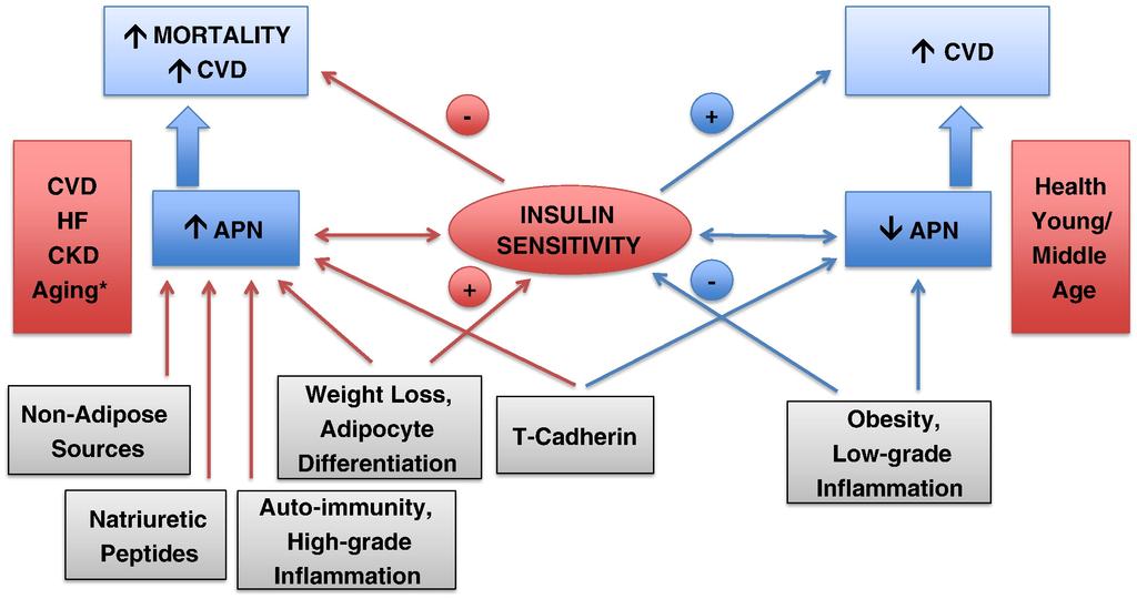Adiponectina e rischio cardiovascolare: il ruolo dell età Metabolism 2014;