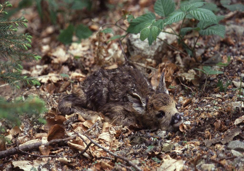 CARATTERISTICHE GENERALI DELLA SPECIE - Alla nascita peso medio indicativo 1.