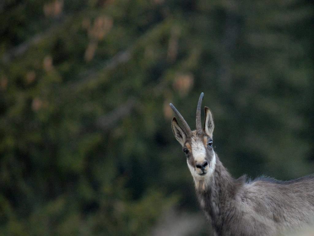 ANIMALI SELVATICI SULLE ALPI: QUALE SIGNIFICATO OGGI?