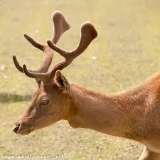 Le femmine sono più piccole ed arrivano al massimo a 60 kg. La forma del corpo ricorda un cervo più piccolo.