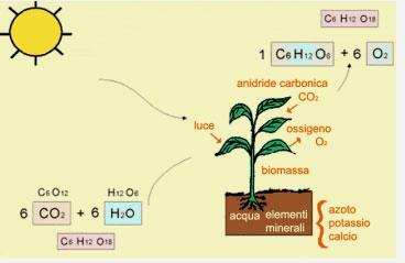 Sintesi clorofilliana (vegetazione, foreste,