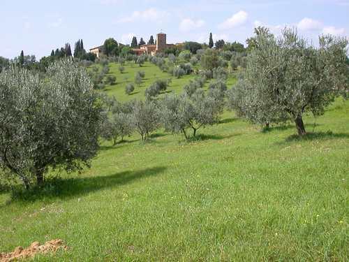 Dall olivo all olio L olivo è una pianta tipica delle regioni mediterranee.