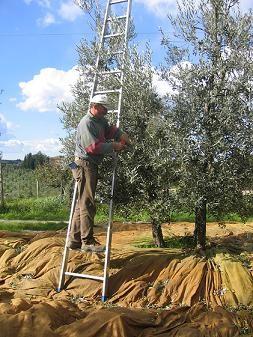 Dall olivo all olio Attualmente le olive sono raccolte per lo più con l