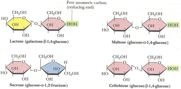 Carbonio Anomerico di un altro zucchero