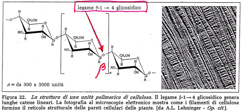 POLISACCARIDI DI STRUTTURA Cellobiosio disaccaride 1-4 Glucosio-Glucosio CELLULOSA Polisaccaride 1-4 La cellulosa forma le pareti cellulari (il reticolo strutturale) delle