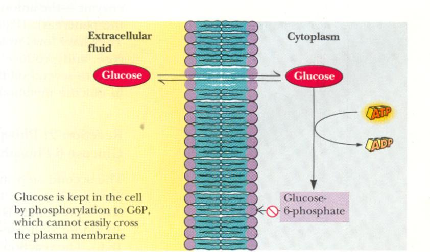 I trasportatori del glucoso attraverso la membrana plasmatica sono detti GLUT. Alcuni sono sempre presenti nella membrana, altri vengono trasferiti sulla membrana in risposta all insulina.
