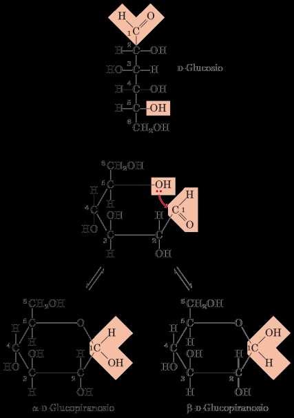 CICLIZZAZIONE DEL GLUCOSIO: I COMUNI MONOSACCARIDI ASSUMONO FORME CICLICHE: Il gruppo carbonilico forma un legame covalente con l atomo di O di un gruppo ossidrilico