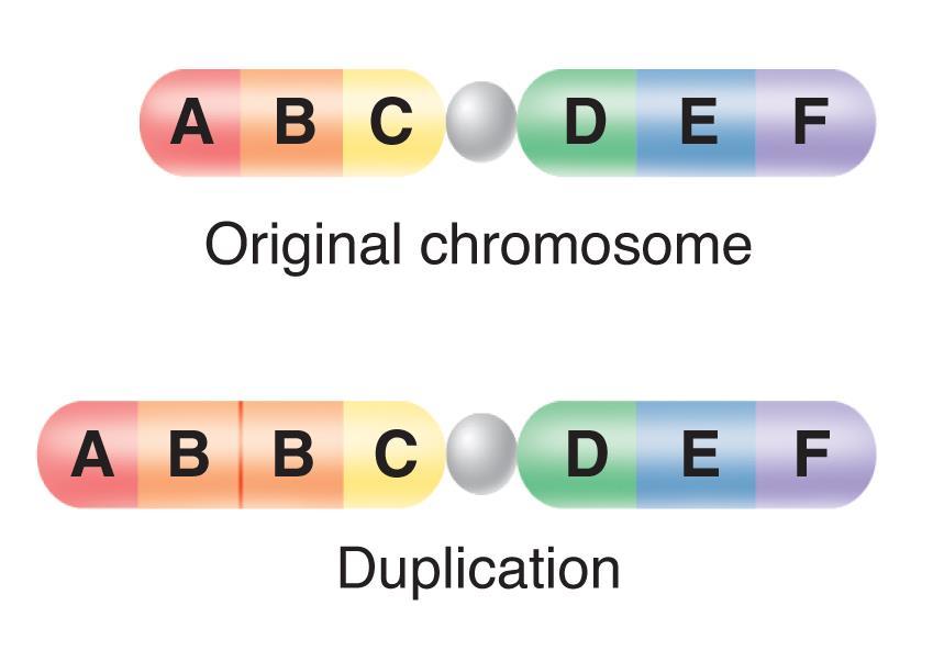 Tipo di Mutazione Le duplicazioni