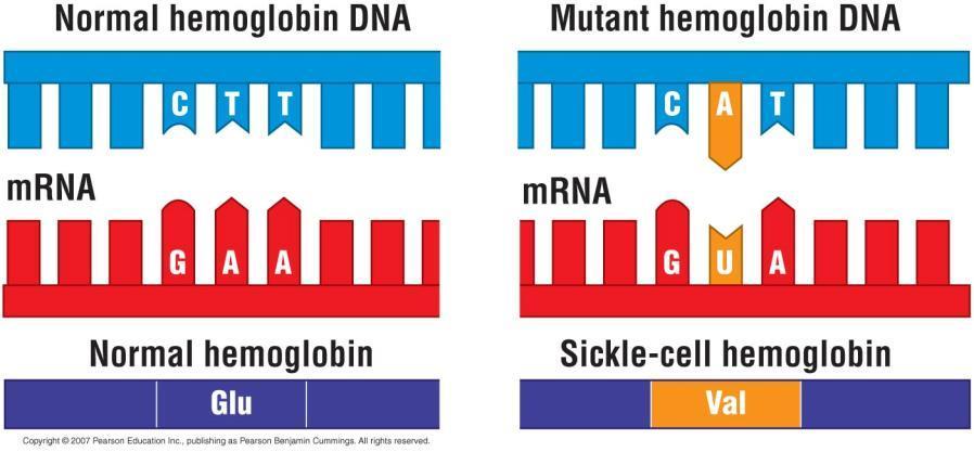 Una mutazione Mutazioni del DNA È un