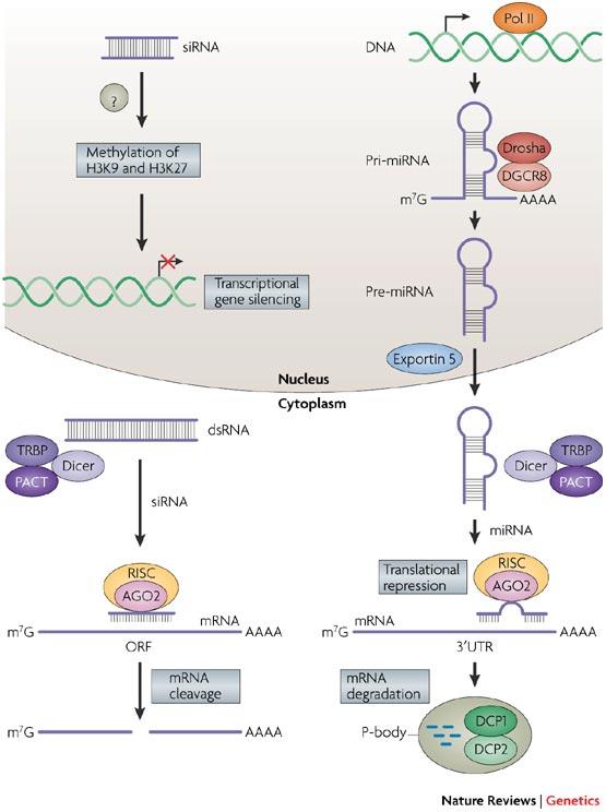 RNA