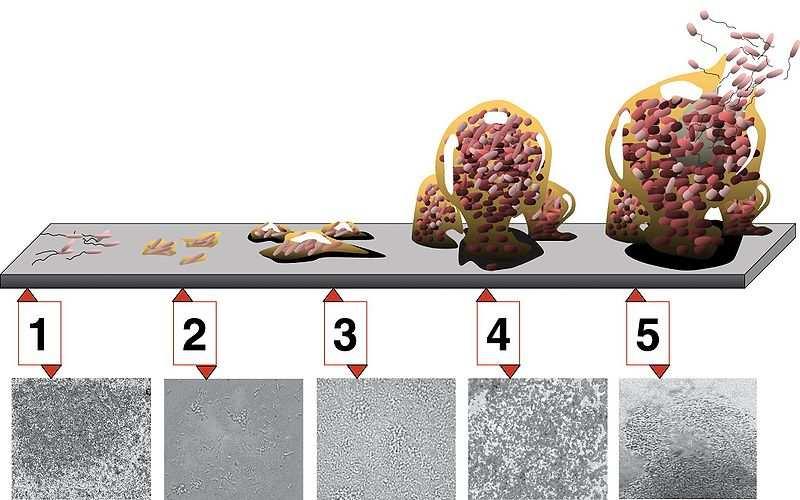 Biofilm fasi di sviluppo, maturazione e rilascio adesione iniziale maturazione fissazione precoce irreversibile maturazione