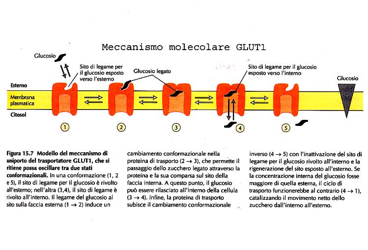 Trasporto passivo facilitato - Il trasportatore del glucosio - Molecola idrofila (numerosi OH) - Troppo grande (PM=180) per attraversare la via idrofila porosa