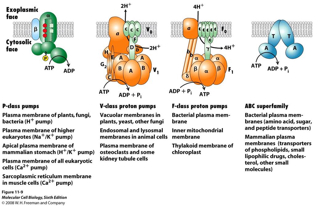 Le quattro classi di proteine di trasporto ATP-dipendenti.