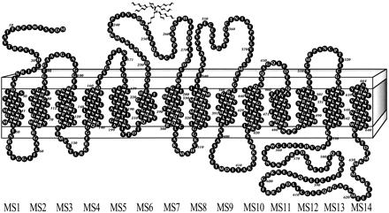 Sodium Glucose Transporters Isoforms: Localizzazione Km D- glucose stechiometria SGLT-1 SGLT-2 Intestino tenue Tubulo