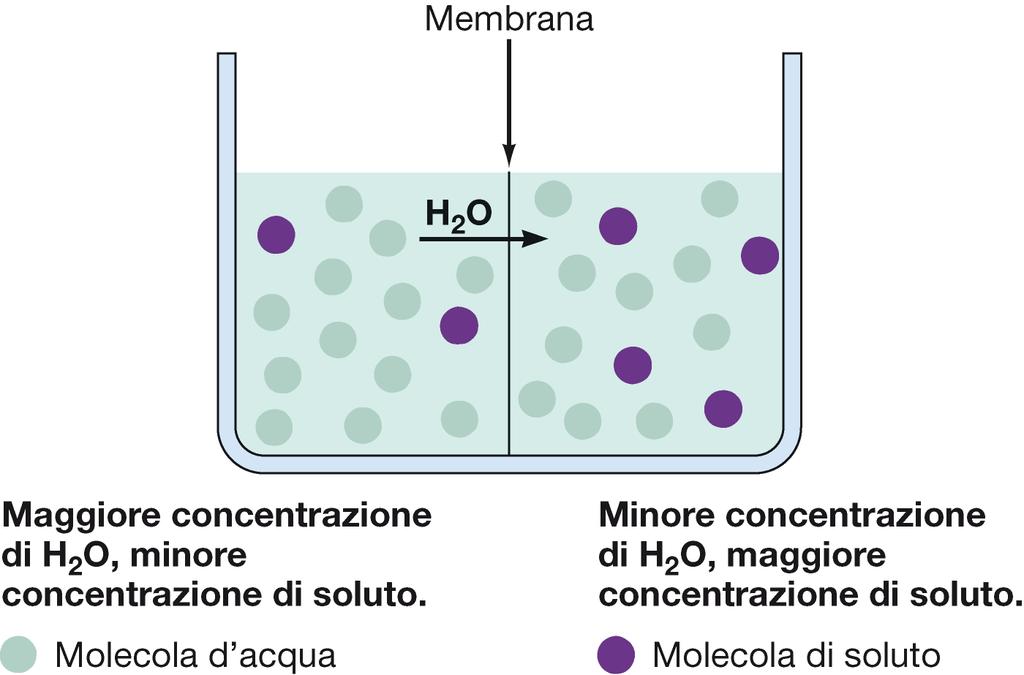 Osmosi L osmosi è un flusso di acqua da una soluzione meno concentrata ad