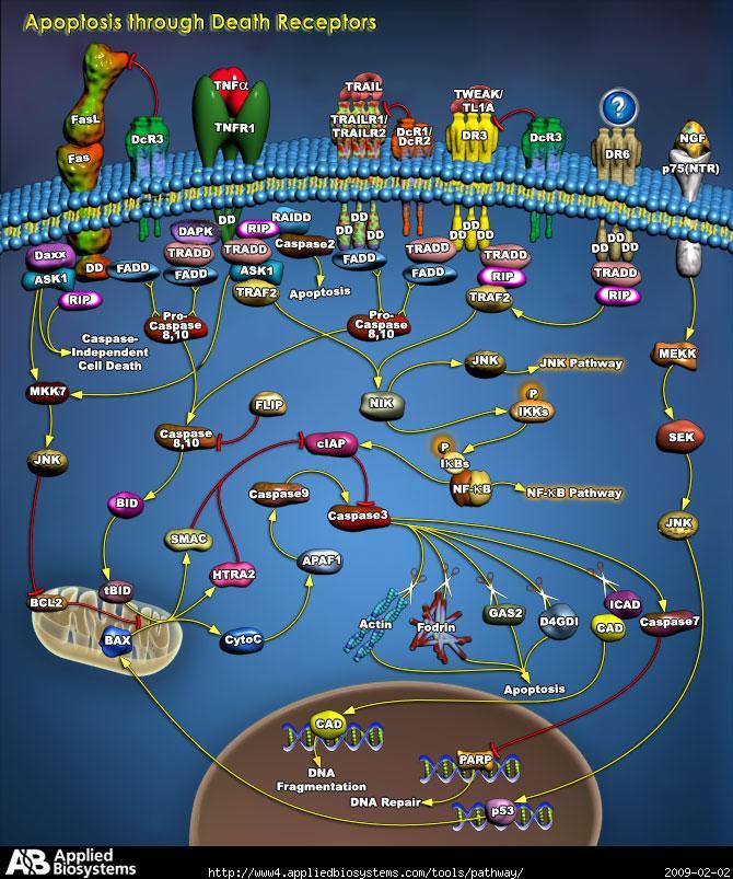 Tumori e genetica/epigenetica Differiscono dalle altre malattie genetiche perché le mutazioni associate sono spesso mutazioni somatiche, che colpiscono singole cellule in un organismo a completo