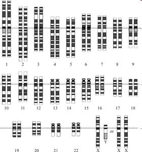 Se le condizioni non sono favorevoli, le cellule possono ritardare molto questa fase e possono anche entrare in uno stato di riposo specializzato: fase G 0 in cui possono rimanere per giorni, mesi,